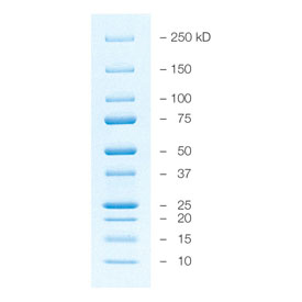 美国Bio-rad伯乐 双色蛋白标准品marker